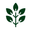 3. Eucalyptus